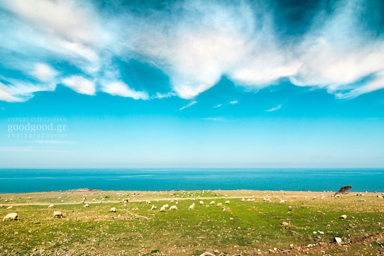 Photograph of sheep grazing by the sea under the cloudy sky